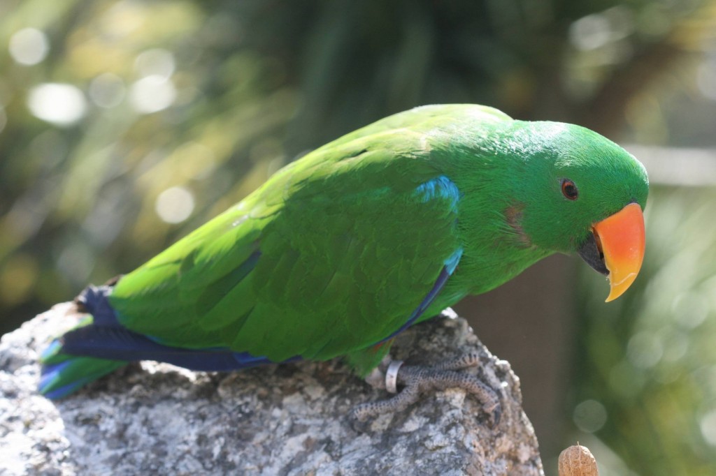 comportamento do papagaio-eclectus