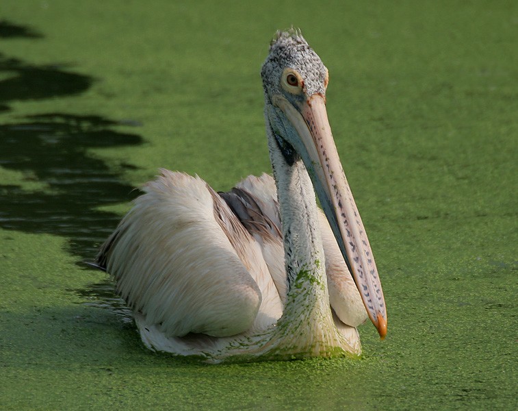 comportamento do pelicano de bico pintado