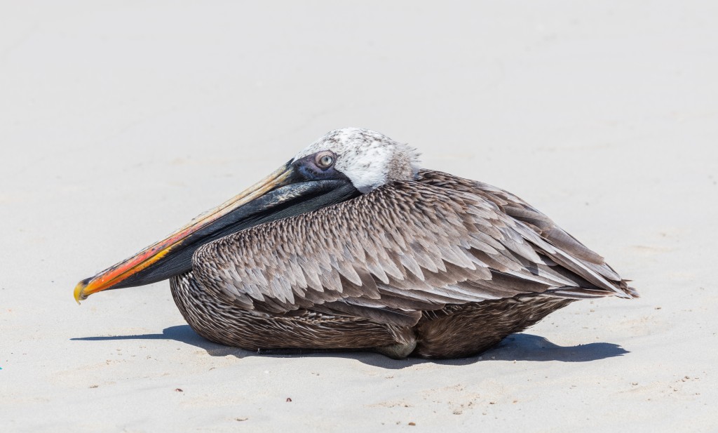 comportamento do pelicano-pardo