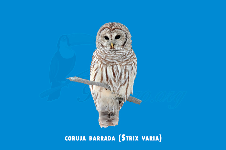 coruja barrada ( Strix varia )