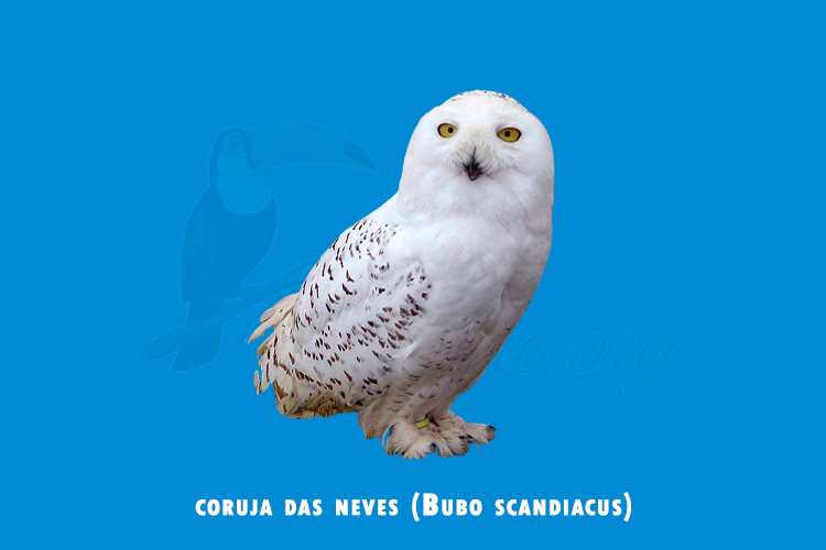 coruja das neves (Bubo scandiacus)