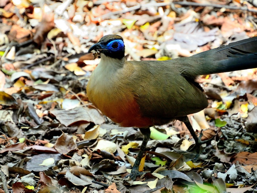 coua de coquerel 