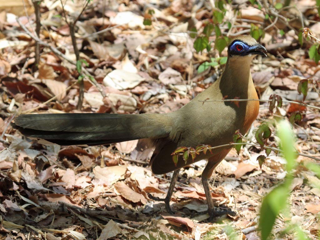 coua de coquerel