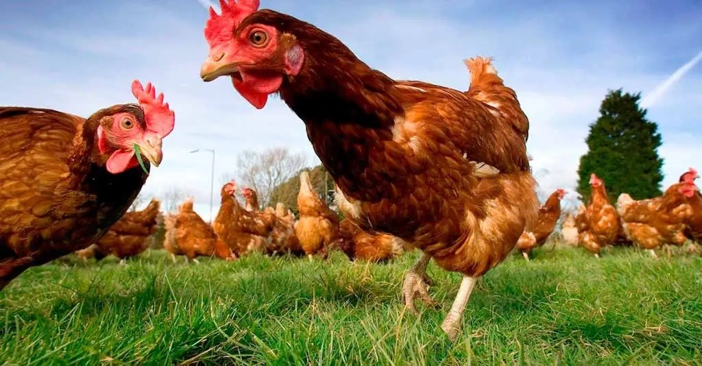 cuidados adequados para criacao de galinhas