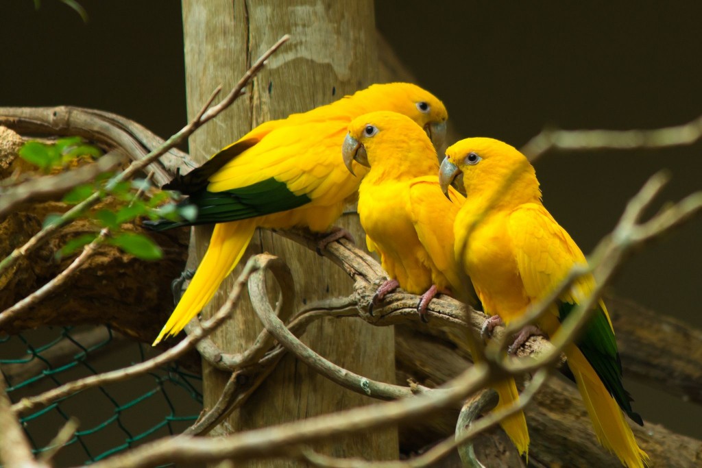 cuidados com a ararajuba