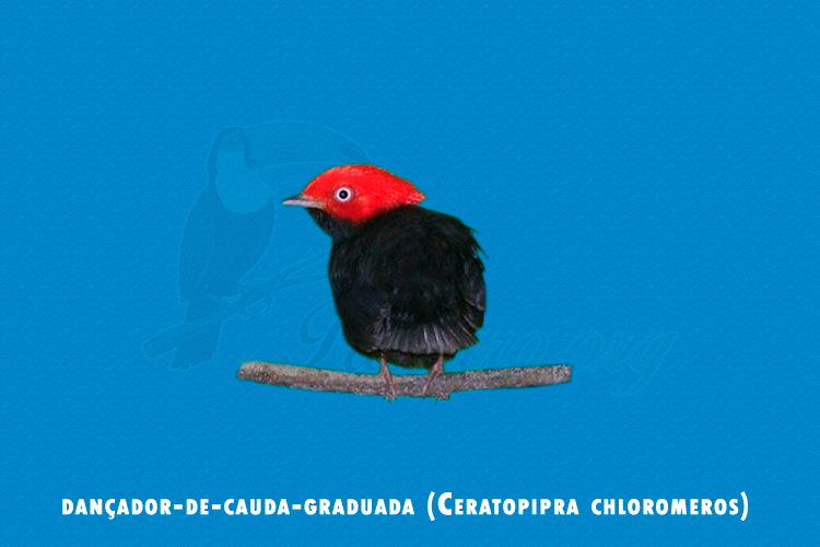 dancador-de-cauda-graduada (Ceratopipra chloromeros)