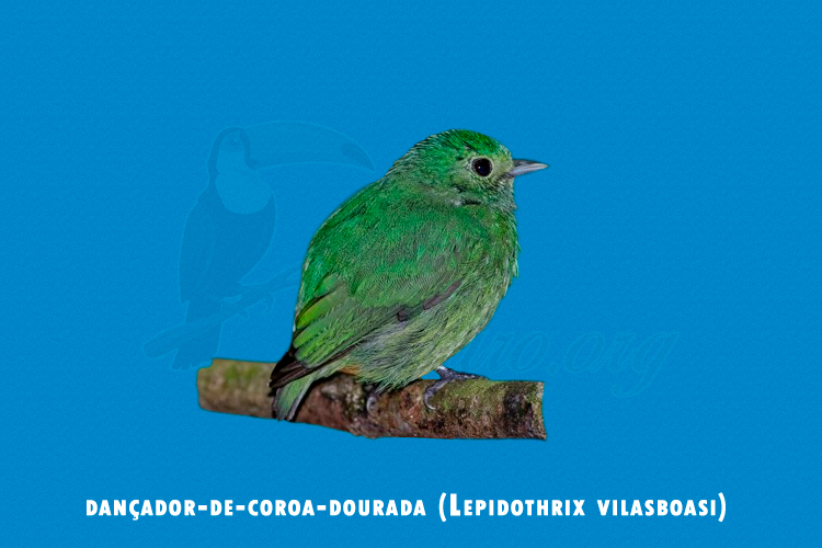 dancador-de-coroa-dourada (Lepidothrix vilasboasi)