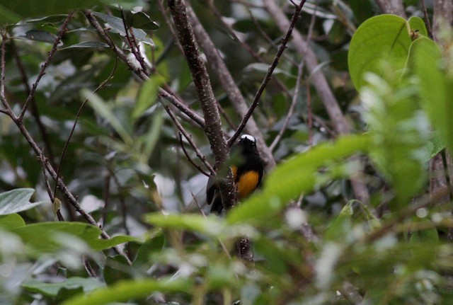 dancador-do-tepui 