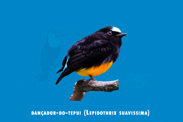 dancador-do-tepui (Lepidothrix suavissima)