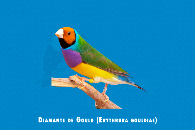 diamante de gould (erythrura gouldiae)