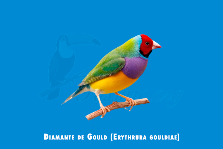 diamante de gould ( erythrura gouldiae)