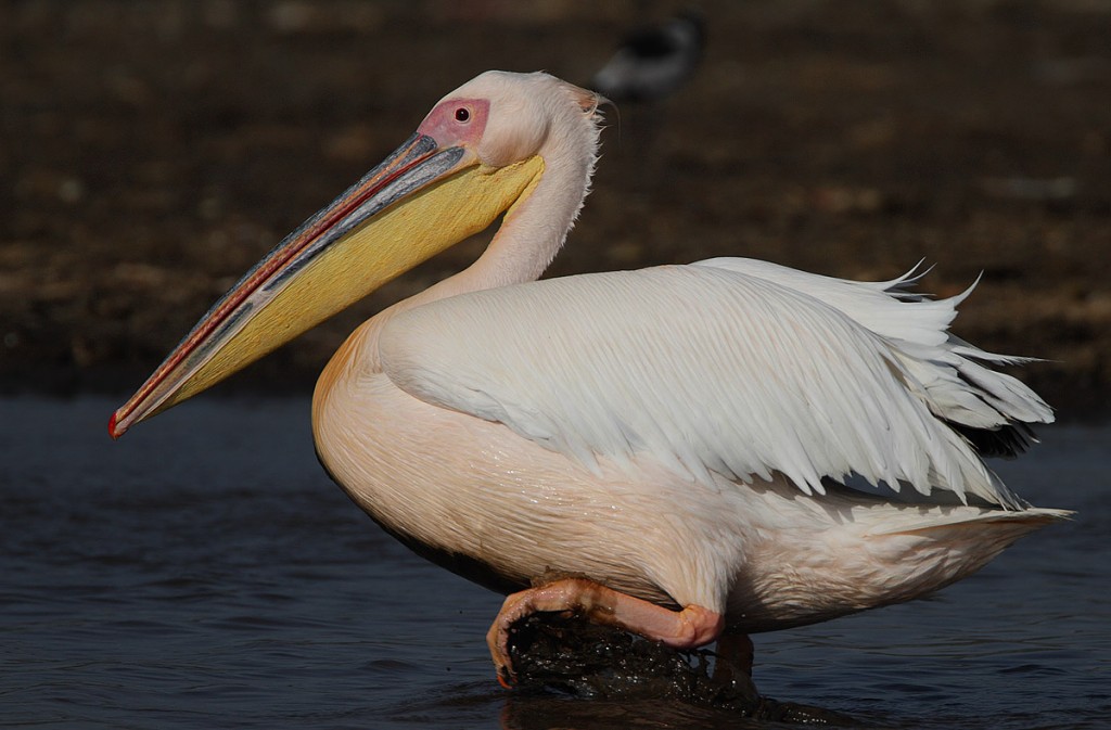 dieta do pelicano-branco