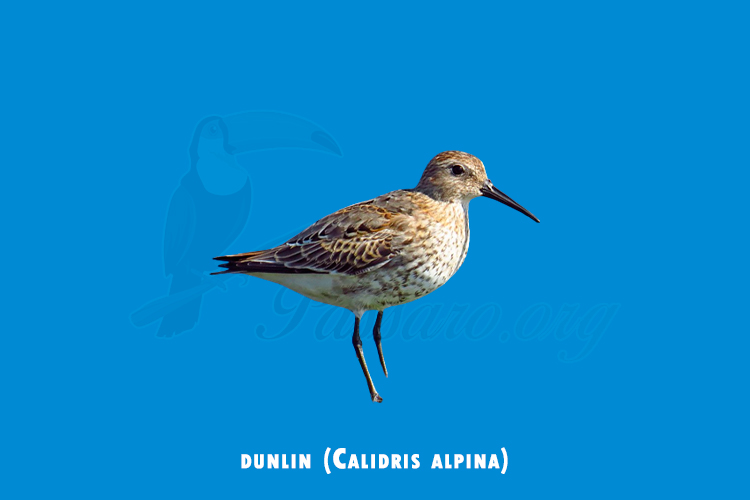 dunlin (Calidris alpina)