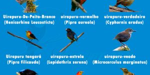 especies de Uirapuru mais conhecidos no Brasil