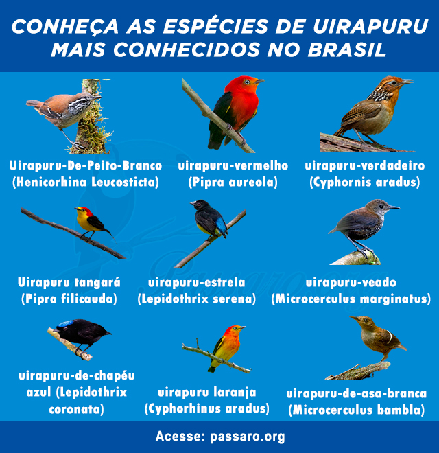 especies de Uirapuru mais conhecidos no Brasil