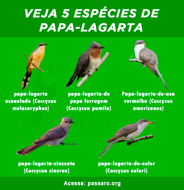 especies de papa-lagarta