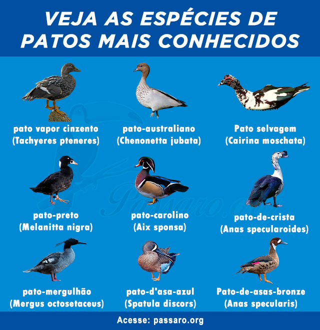 espécies de patos mais conhecidos