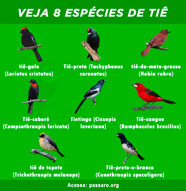 especies de tie