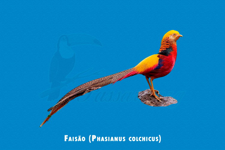 faisao (phasianus colchicus)