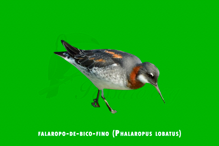 falaropo-de-bico-fino (Phalaropus lobatus)