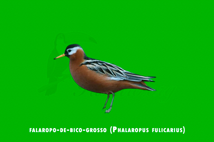 falaropo-de-bico-grosso (Phalaropus fulicarius)