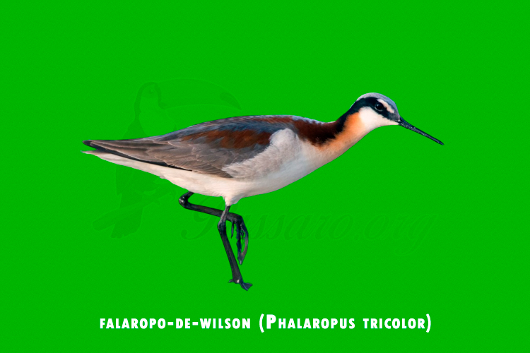 falaropo-de-wilson (Phalaropus tricolor)