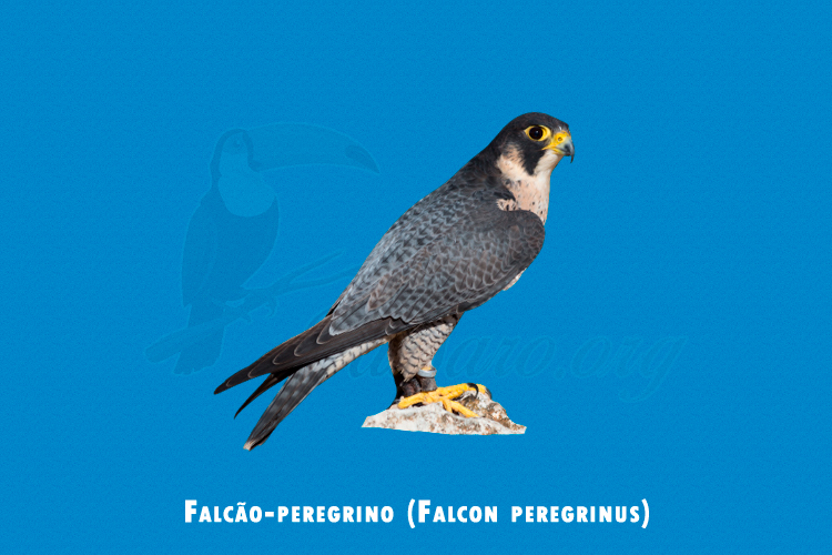 falcao-peregrino (falcon peregrinus)