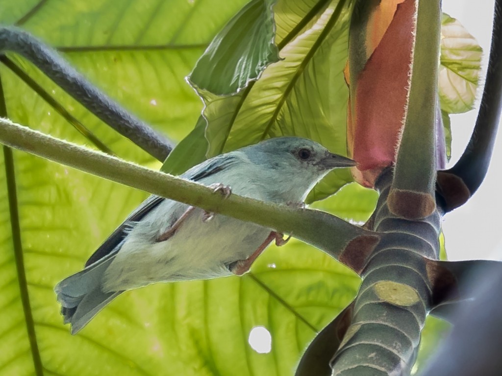 figuinha-amazonica