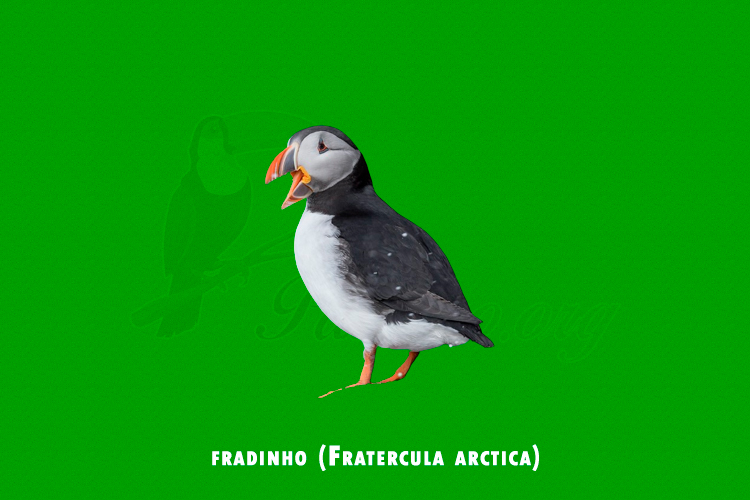 fradinho (Fratercula arctica)