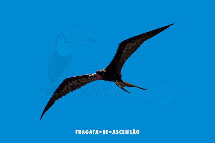 fragata-de-ascensão