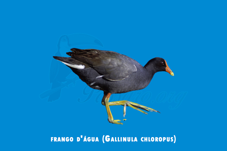 frango d_água (Gallinula chloropus)
