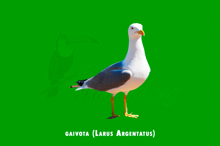 gaivota (Larus Argentatus)