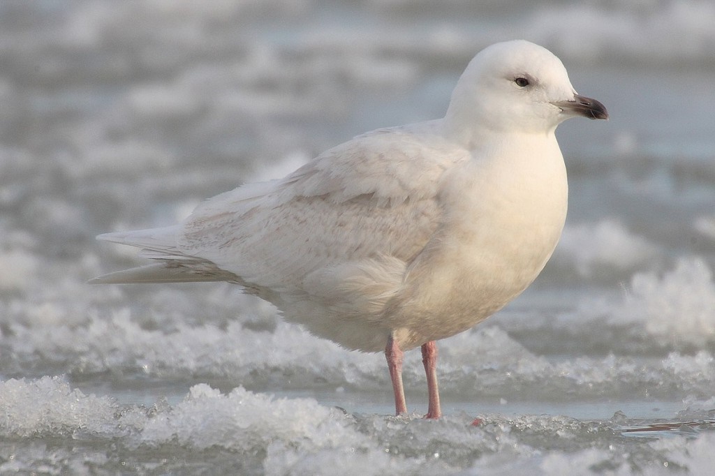 gaivota-polar