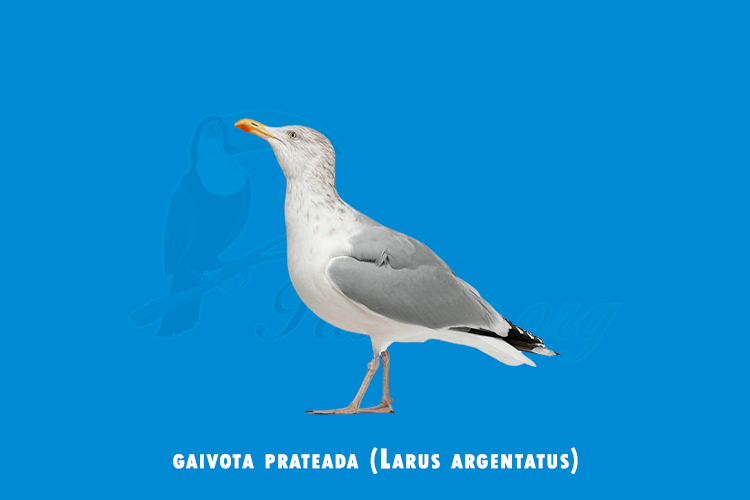 gaivota prateada (Larus argentatus)