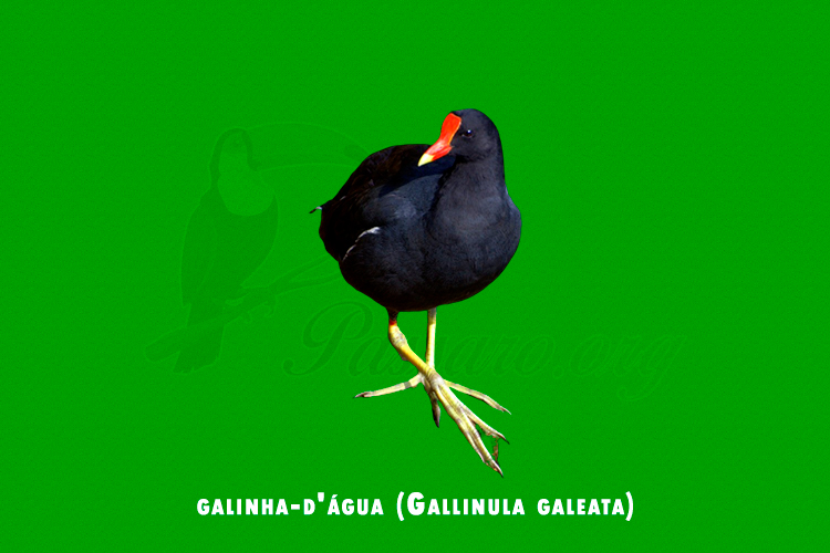 galinha-d_água (Gallinula galeata)