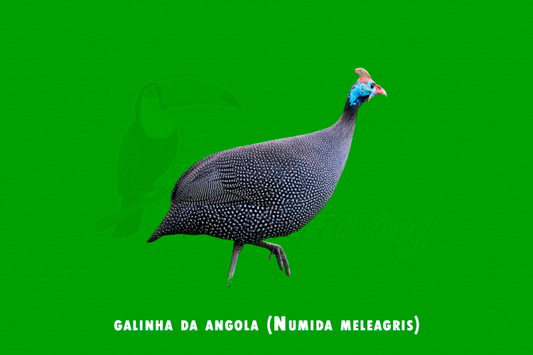 galinha da angola (Numida meleagris)