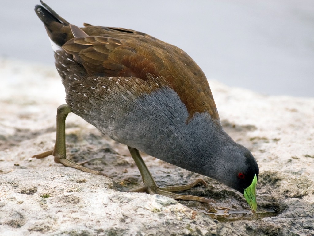  galinha-d'agua-carijo