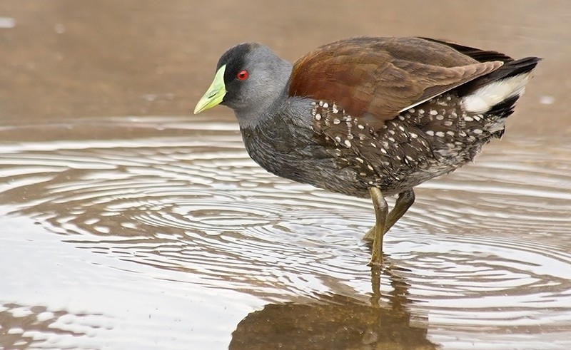 galinha-d'agua-carijo