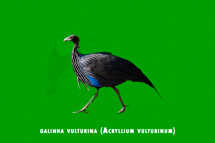 galinha vulturina ( Acryllium vulturinum)