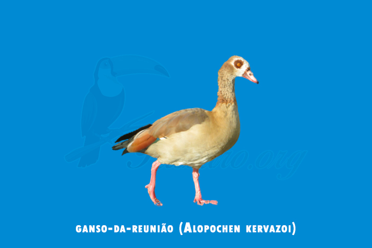 ganso-da-reunião (Alopochen kervazoi)  