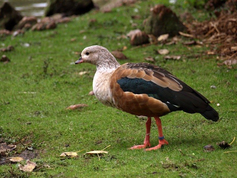 ganso do orinoco 