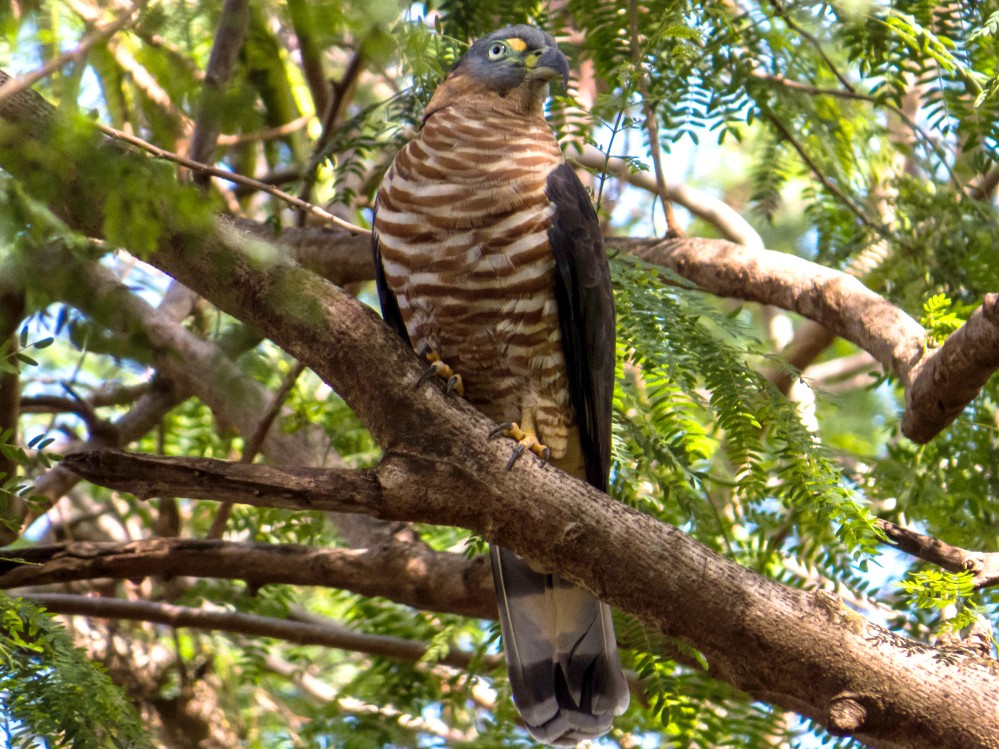 gaviao-caracoleiro