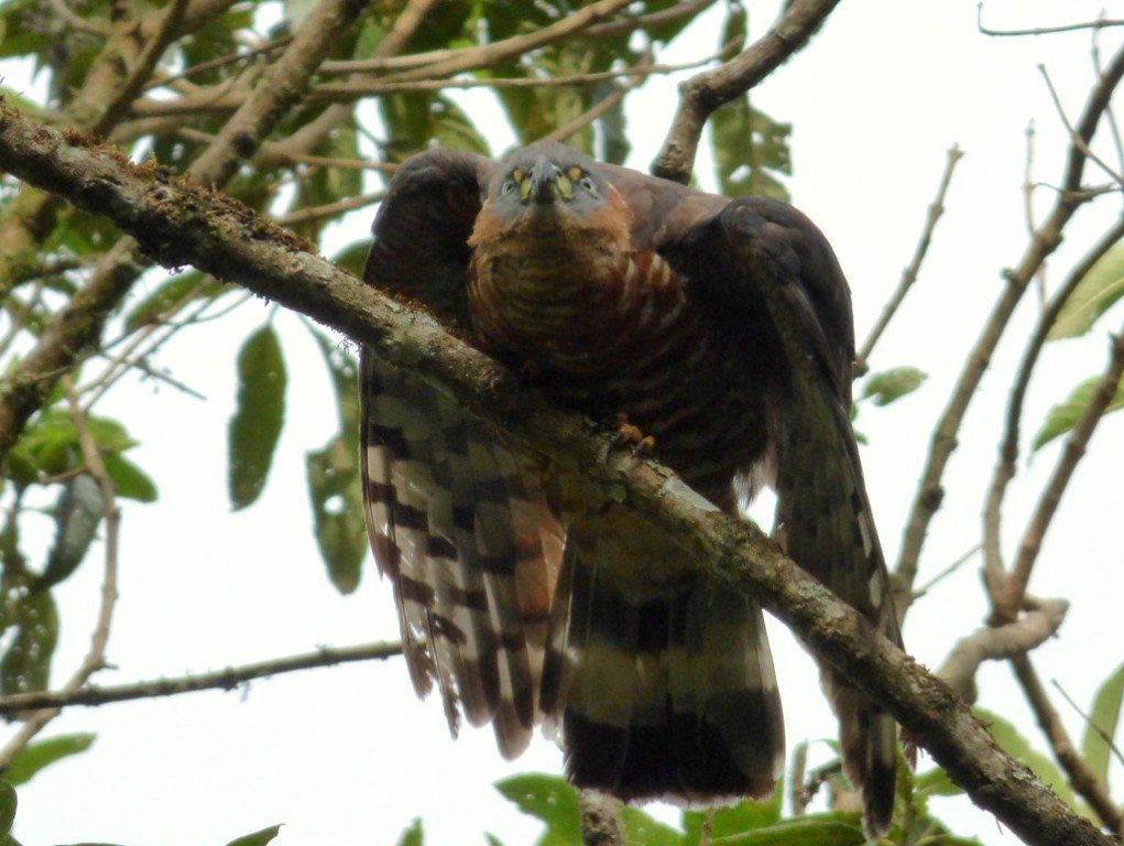 gaviao-caracoleiro