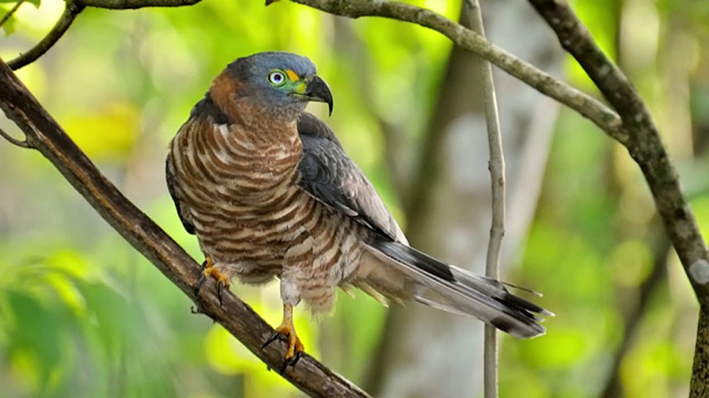 gaviao-caracoleiro