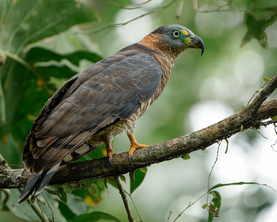 gaviao-caracoleiro