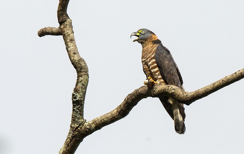 gaviao-caracoleiro