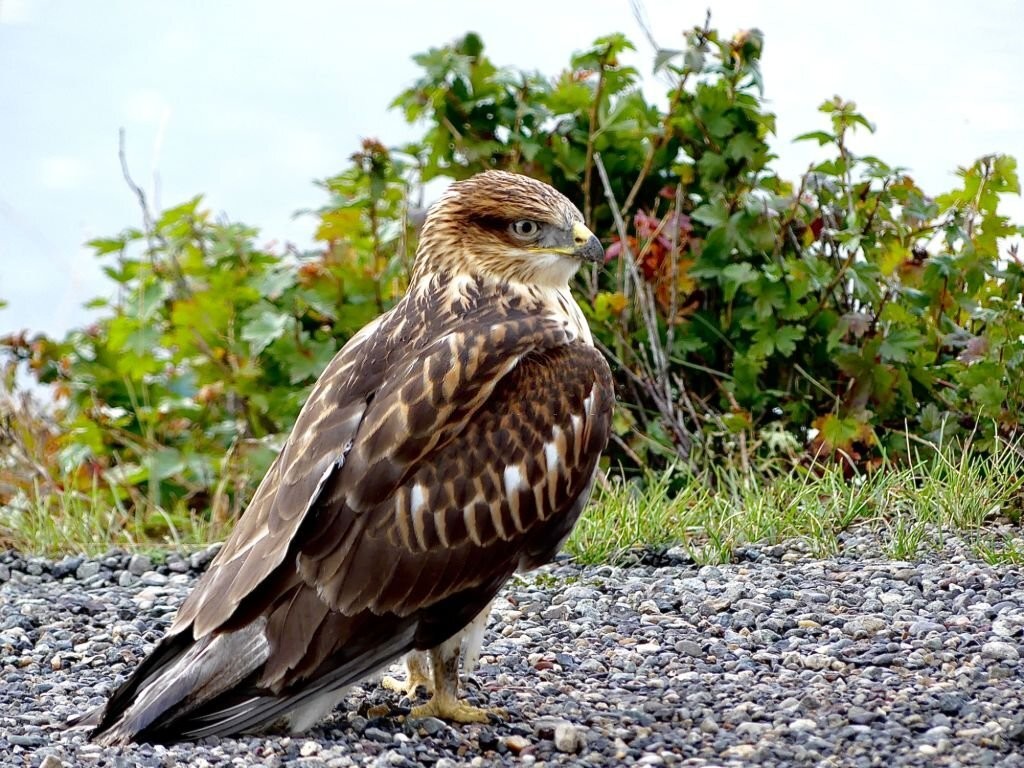  gaviao-de-asa-larga