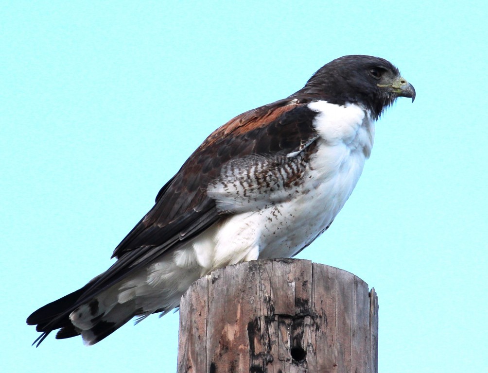 gaviao-de-rabo-branco