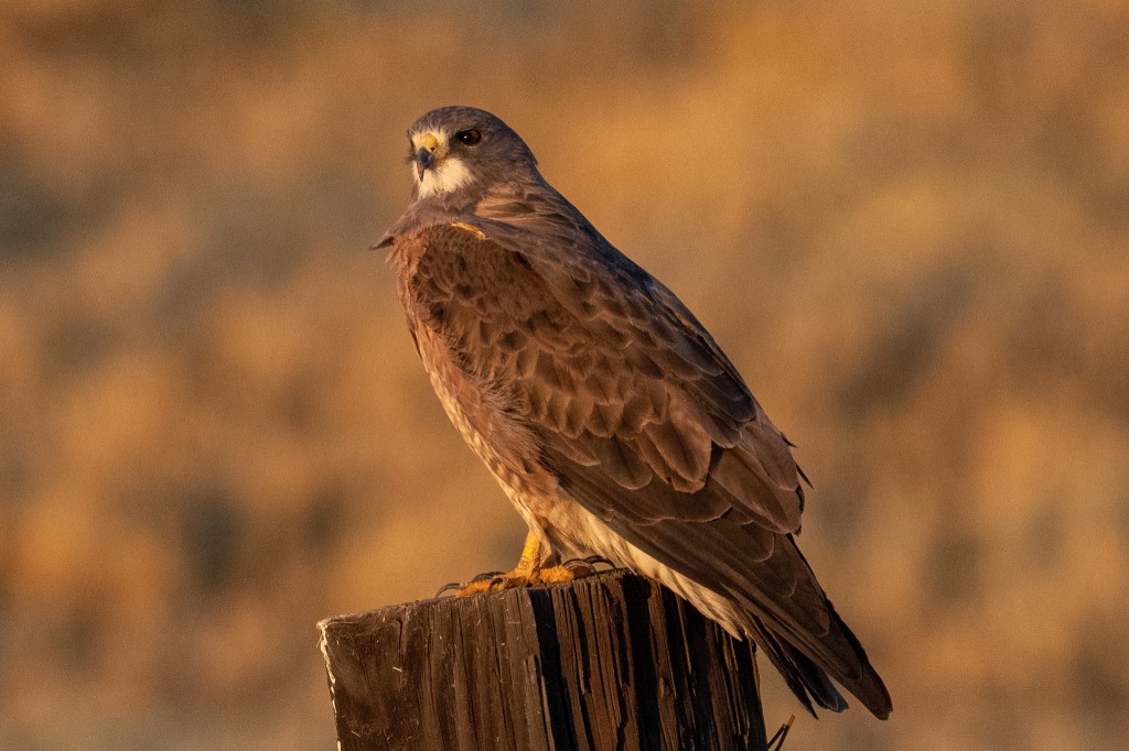 gaviao-papa-gafanhoto