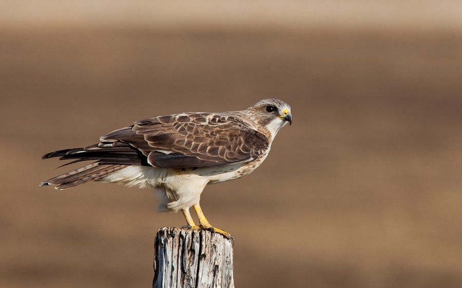 gaviao-papa-gafanhoto